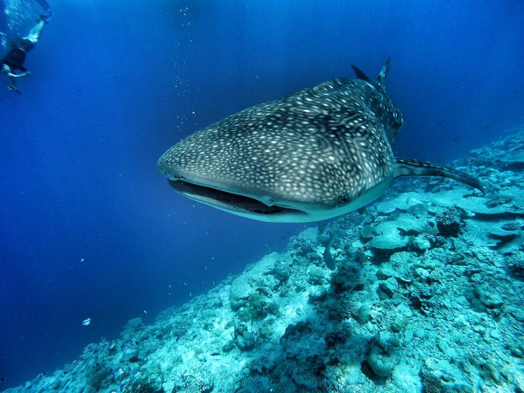 Athiri Beach Maldives Dhigurah  Buitenkant foto