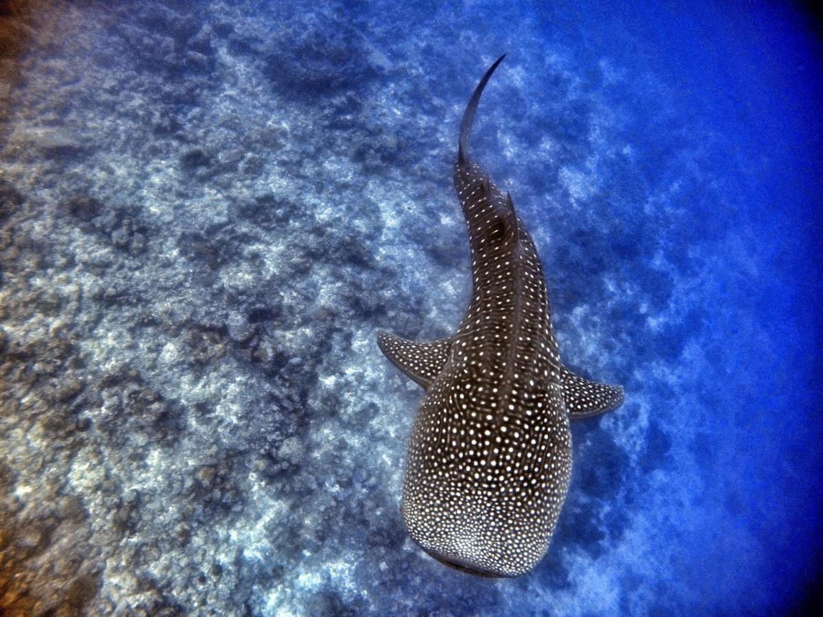 Athiri Beach Maldives Dhigurah  Buitenkant foto