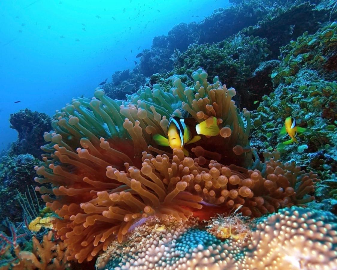 Athiri Beach Maldives Dhigurah  Buitenkant foto